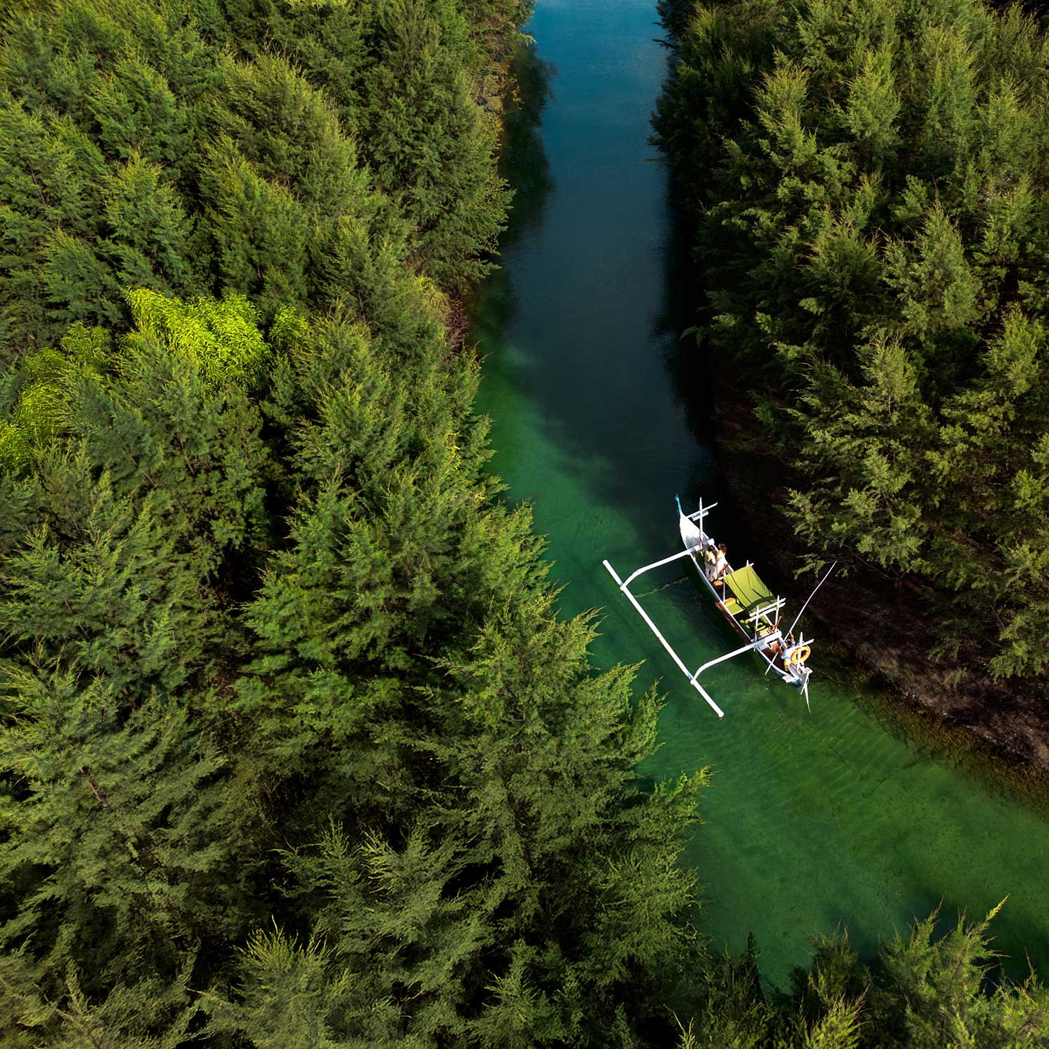 sustainability-700000-treeplanted
