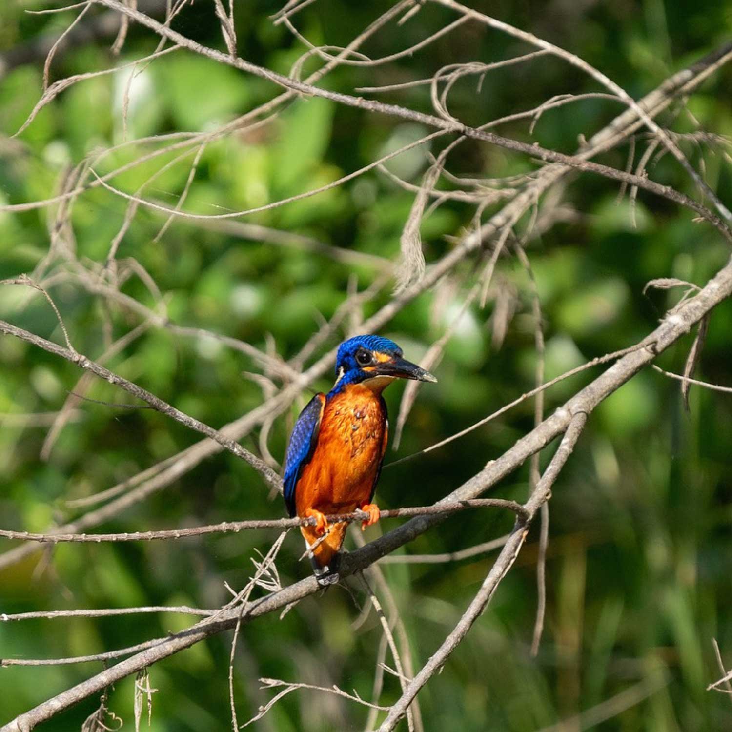sustainability-bird-species