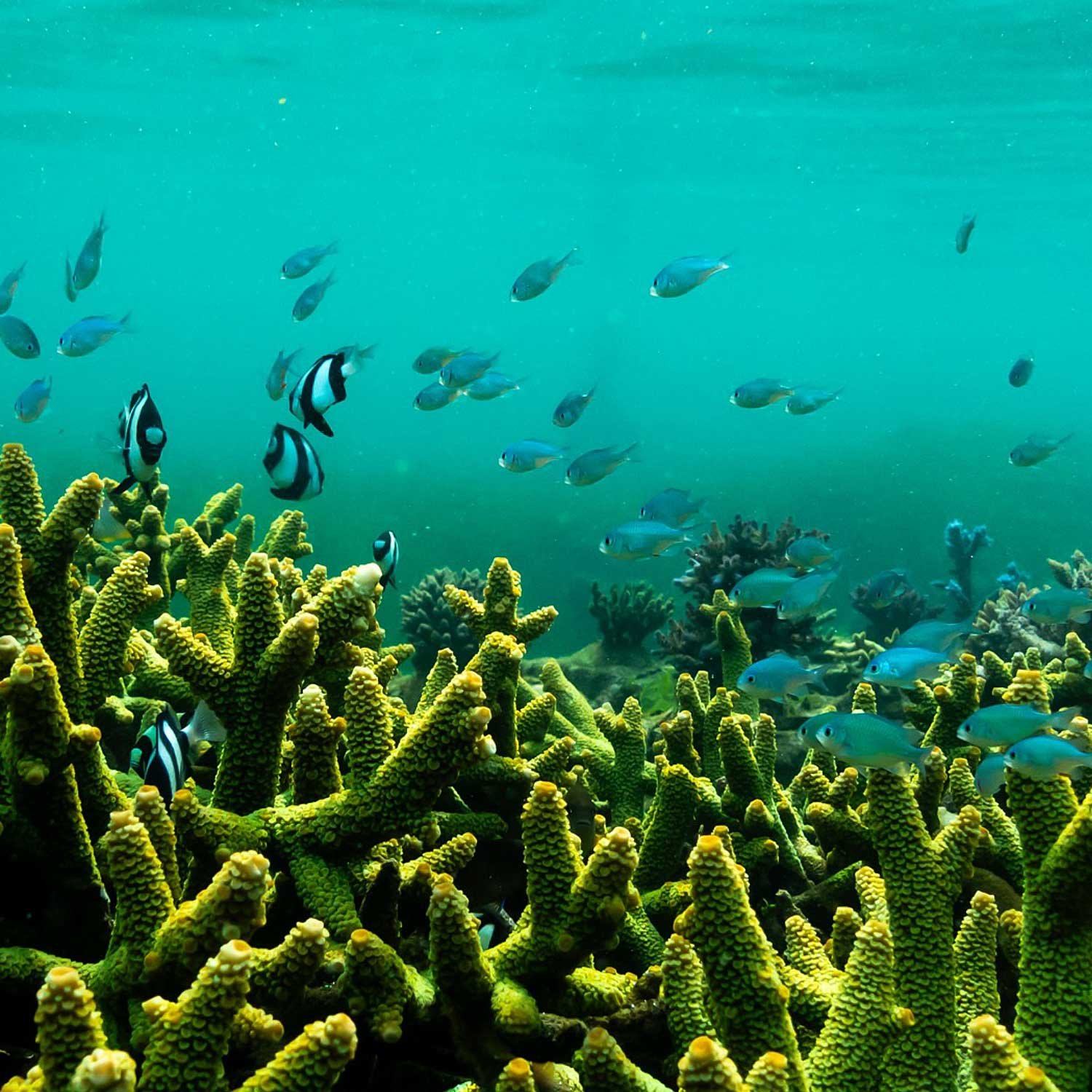 sustainability-coral