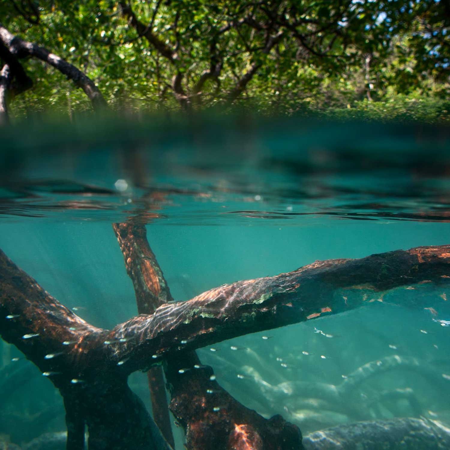 sustainability-mangrove